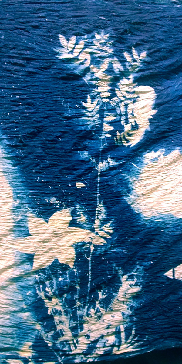 cyanotype ecole